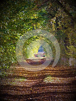 A forest path in the morning light