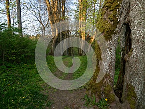 Forest path near Hancza lake, old trees. Suwalski landscape park, Podlaskie, Poland.