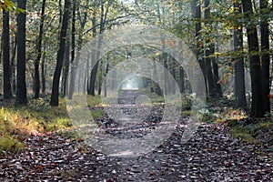 Forest path in the Netherlands