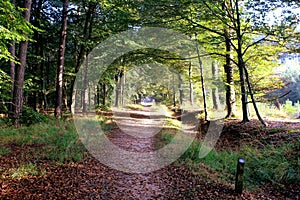 Forest path in the Netherlands