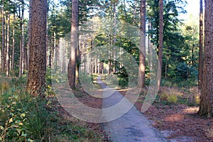 Forest path in the Netherlands