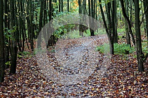 Forest path in the Netherlands