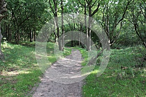 Forest path, Noordhollands Duinreservaat