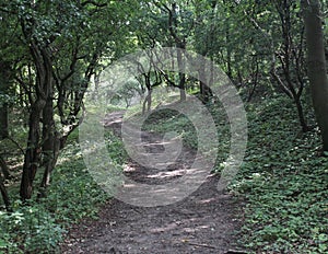 Forest path, Noordhollands Duinreservaat