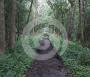 Forest path, Noordhollands Duinreservaat