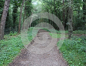 Forest path, Noordhollands Duinreservaat