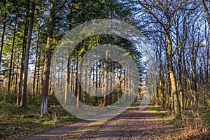 Forest path in the Noordsche Veld nature area in Drenthe