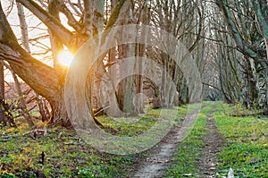 Forest path among old trees, sunset in the forest, sunlight through the alley