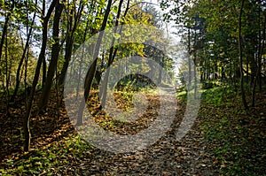 Forest path over a hill photo
