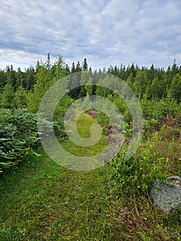 Forest path overgrown with grass. Heather at the edge of the path. Trees and forest