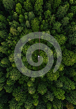 Forest path overhead view