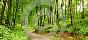 Panorama von einem Pfad durch ein sattes grün im Sommer Wald.