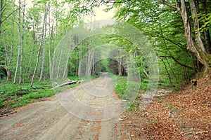 Forest path panorama