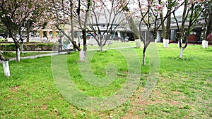 The forest path in the park photo