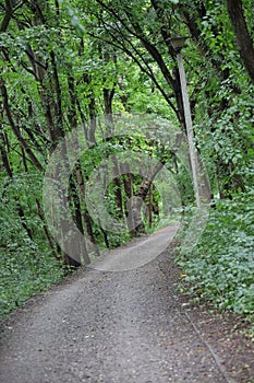 Forest path in park with lamppost