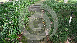 The forest path in the park photo