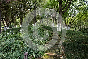 The forest path in the park photo