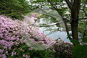 The forest path in the park photo