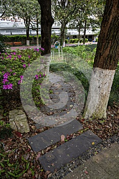 The forest path in the park photo