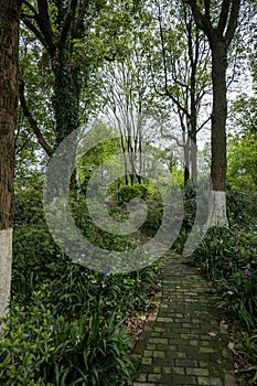The forest path in the park photo