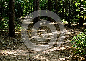 Forest path with pine trees. thick bark textures tree trunks. autumn scene.