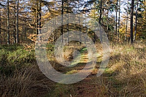 Forest path with pines Loenermark