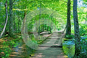 Forest path photo