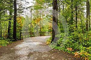 Forest Path on a Rainy Day