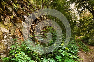 Forest path and rock covered with moss