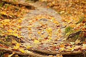 Forest path with roots covered by autumn leaves