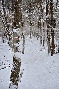 Forest path in the snow, Pieterpad route near Amersfoort. Walking and hiking snowy winter wonderland, the mark on the