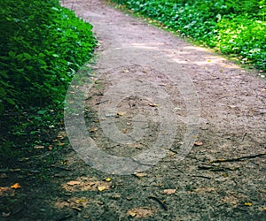 Forest path soil among grass close up toned design