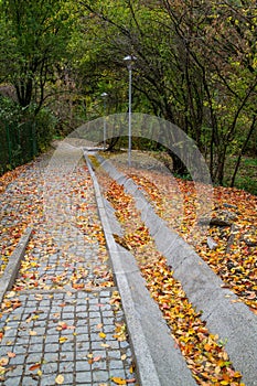 Forest path with stairs