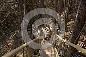 Forest path stairway