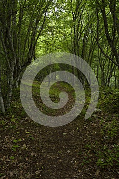 Forest path in the Strandja national park,