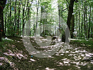 A forest path in the sunlit forest