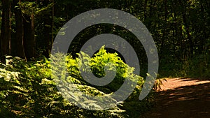 forest path in sunny light mood with fern at the wayside