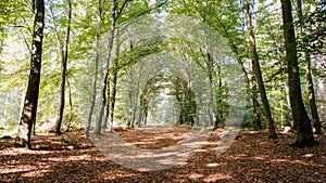 Forest path on a sunny september afternoon Almelo, The Netherlands.