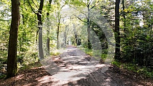 Forest path on a sunny september afternoon Almelo, The Netherlands.