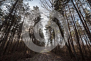 Forest path, surrounded by broad leaved trees in their yellow fall autumn colors, in the Fruska Gora Woods, a park in Voivodina, i