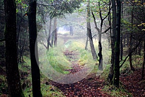 Forest path surrounded with conifer trees