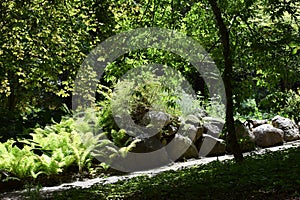 Forest path surrounded by ferns and trees