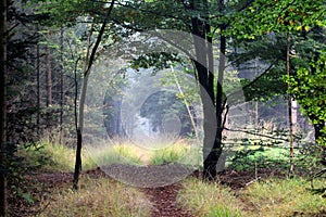 Forest path surrounded with oak trees
