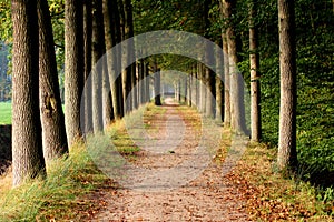 Forest path surrounded with oaks trees