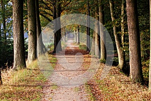 Forest path surrounded with oaks trees