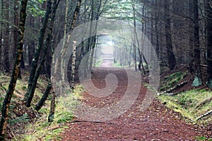 Forest path surrounded with oaks trees