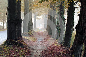 Forest path surrounded with oaks trees