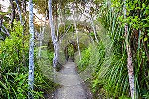 Forest path surrounded by trees and bushes, Mount Manaia.