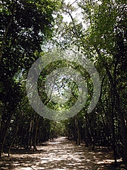 Forest Path Surrounding Coba Mayan Site