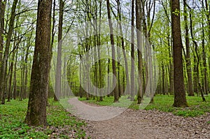 Forest path among tall, green trees in spring